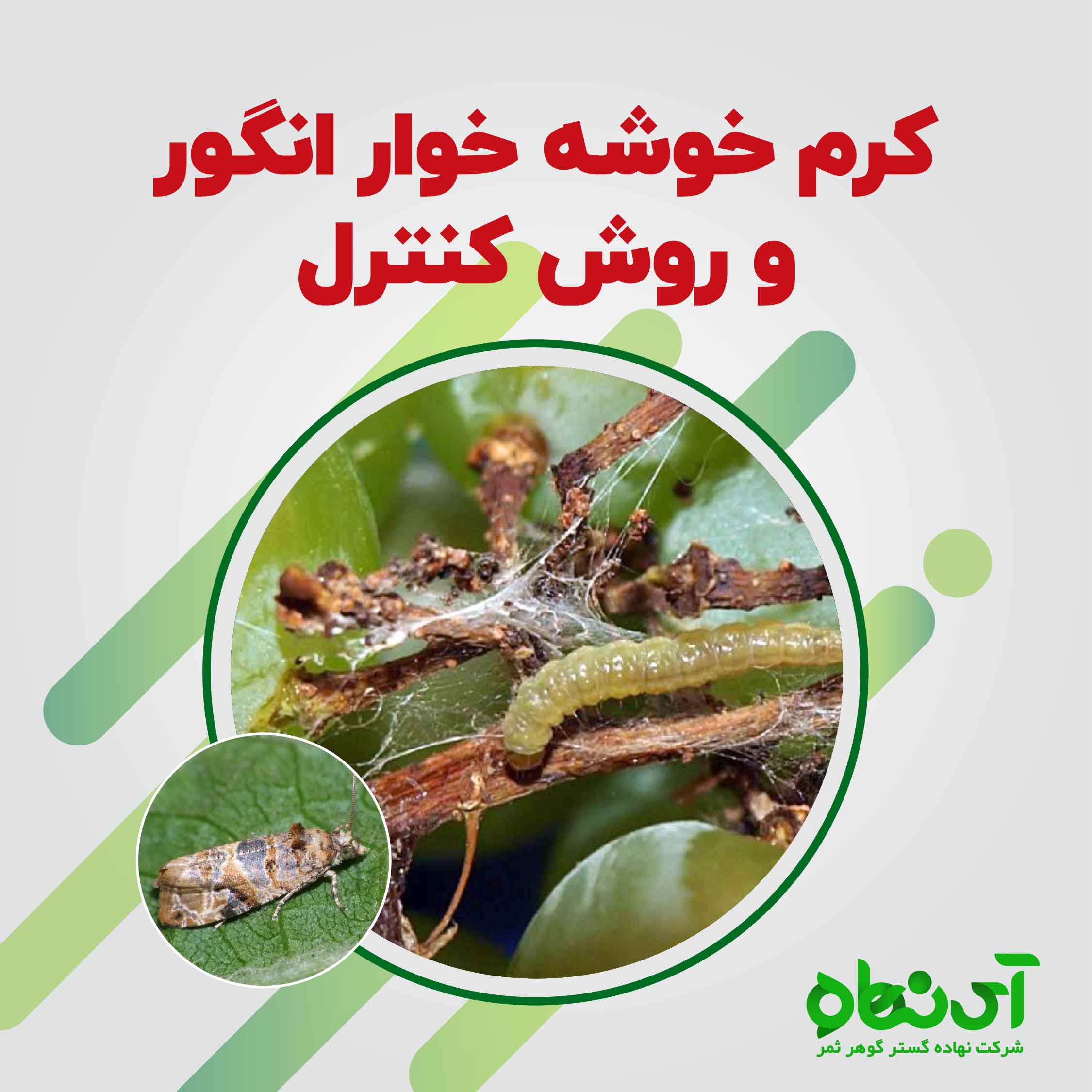 کرم خوشه خوار انگور آشنایی با این آفت مهم انگور و نحوه خسارت و روش کنترل